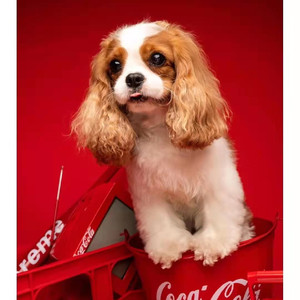 骑士查理王小猎犬