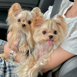 纯种约克夏幼犬韩系金头雪白银超小体茶杯犬宠物狗活体狗狗价格06