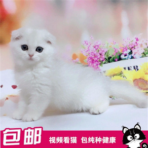 苏格兰短毛折耳猫
