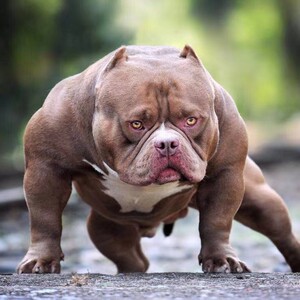 恶霸犬恶霸幼犬口袋体恶霸犬活体宠物狗温柔微小体恶霸犬6人付款150