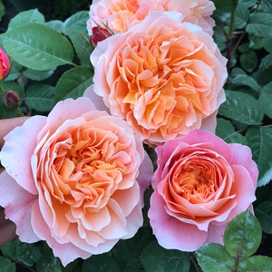 八匹马欧月印象派美国大花藤本月季浓香庭院阳台盆栽四季爬藤植物