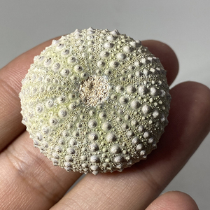 w04天然摩洛哥海胆化石美国图森展科普认知收藏标本礼物矿物原石