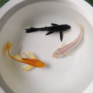 锦鲤鱼冷淡水血统纯正昭和白写介子茶鲤孔雀金松白写大体型89人付款