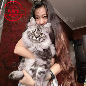 宠物猫咪活物幼猫缅因猫巨型大体银虎斑长毛猫挪威森林猫猫咪活体