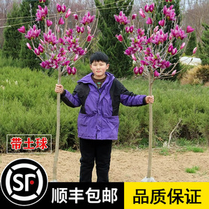 玉兰花树苗大型庭院红黄白紫玉兰树苗广玉兰花苗绿化苗木风景树苗