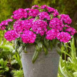 金鸿霹雳石竹四季开花庭院阳台康乃馨耐寒耐旱好养易活五彩石竹