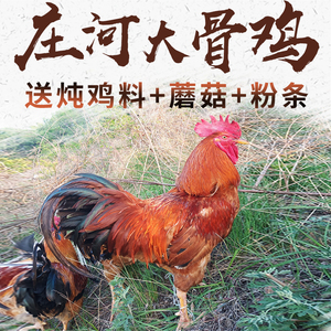 庄河大骨鸡6斤半农家散养大公鸡现杀新鲜草鸡走地溜达土鸡小笨鸡
