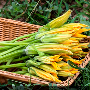 现摘南瓜花 新鲜番瓜花 北瓜花倭瓜花 农家特色菜食用鲜花 野菜