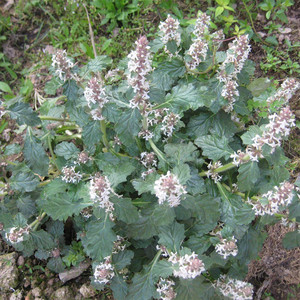 新鲜白毛夏枯草500g包邮白毛过冬青破血丹筋骨草退血草散血草