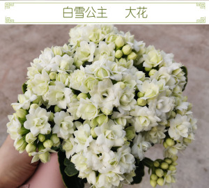 满30包邮 白雪公主长寿花重瓣新品带花苞鲜花盆栽四季开植物室内