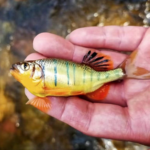 丽色低线鱲云南地区溪流鱼冷水鱼溪流鱼观赏鱼地域种稀有原生鱼