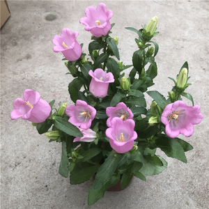 大花风铃花盆栽带花灯笼花铃铛花阳台窗台花卉风铃草植物铃兰好养