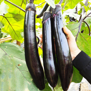 黑色长茄种子 阳春三月茄子种籽苗秧黑紫色特长超长蔬菜四季种孑