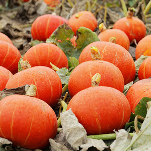 【红籽小瓜】红籽小瓜品牌,价格 - 阿里巴巴