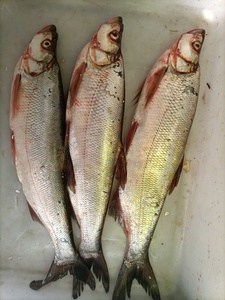 江岛子鱼图片
