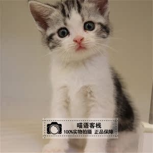 美短活体幼猫加白虎斑美国短毛猫银虎斑起司纯种美国短毛猫活体猫