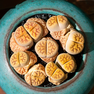 花纹玉生石花多肉植物屁股花屁屁超萌肉肉植物盆栽花陌派云南多肉