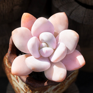 【多肉进口贵货】多肉进口贵货品牌,价格 - 阿里巴巴