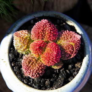 朱紫玉水泡多肉植物稀有品种多肉小盆栽萌肉肉贵货桌面绿植花陌派