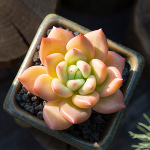 新版奶油鳄梨多肉植物办公室内大颗好养绿植多肉超萌肉肉小盆栽花