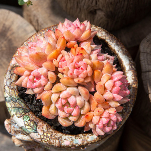 帕米尔玫瑰多肉