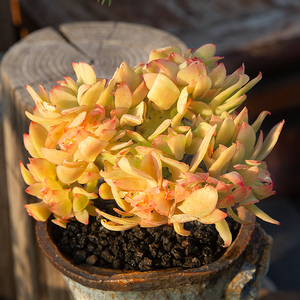 柠檬卷缀化老桩多肉植物稀有品种多肉盆栽超萌肉肉桌面绿植花陌派