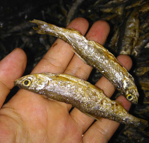 广东干炸河鱼油炸新鲜小鱼干货无盐淡水酥炸即食香酥脆熟食野生