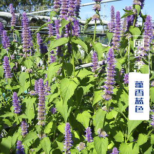 藿香正气草种 合香苍告山茴香中药材四季易种猫把蒿解暑霍香种籽