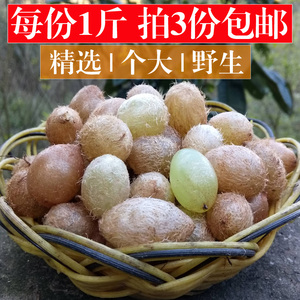 野生石黄皮 新鲜化狗儿精选中药材贵州肾蕨果农家现挖满3斤包邮