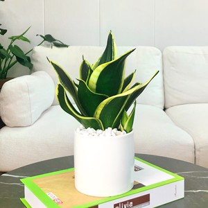 荷花兰虎皮兰盆栽办公室内客厅吸甲醛绿植花卉植物金边短叶虎尾兰