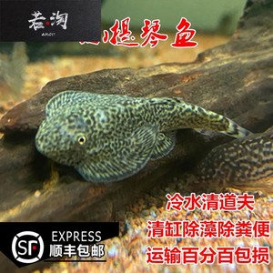 冷水清道夫琵琶鳅双吸盘贵州爬岩鳅鱼缸除藻工具鱼清理垃圾粪便鱼