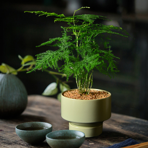 文竹小盆栽盆景植物室内办公室客厅桌面花观叶办公桌书房净化空气