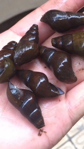 000人付款淘宝深山鲜活食用野生坑螺 溪螺 山坑螺鲜