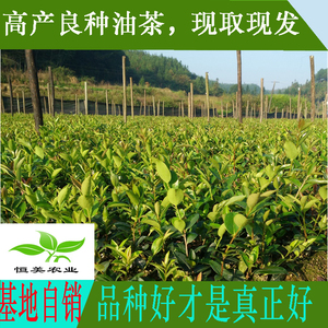 自产自销湘林长林高产嫁接油茶树苗 南方种植茶子树山茶油树
