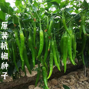 杭椒种子辣椒种子杭椒一号辣椒种子杭椒1号杭椒6号七号10号尖椒种
