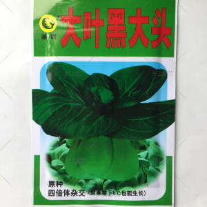 大叶黑大头青菜种子常州黑大头种子青梗菜种子四倍体大叶20克图片