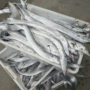 007人付款淘宝黄海特大号新鲜带鱼丹东大刀鱼深海捕捞特大无添加冷冻