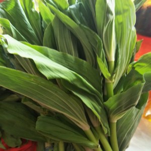 香格里拉竹叶菜图片