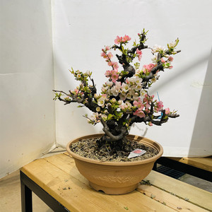 原生复色海棠盆景