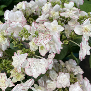 惠子小姐绣球花