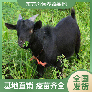 纯种正宗金堂小耳黑山羊活羊小羊羔活苗一对羊母羊崽整只出售活体