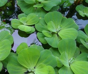 水生水芙蓉水草苗大漂浮萍水生植物水培花园水池净化水质池塘漂浮