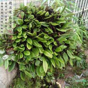 山野选集 抱石莲 瓜子草 小型 藤本蕨类 假山生态缸造景 喜荫