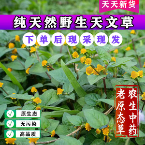 新鲜天文草野生现采纽扣草小铜锤雨伞草黄花苦草山骨皮苦草金钮扣