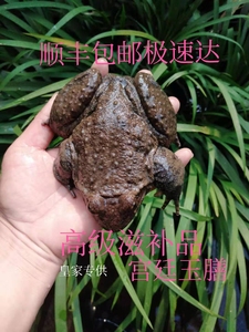 石蛙鲜活棘胸蛙石冻石鸡石蹦石拐石磷槐福建浙江广东山里放养包邮