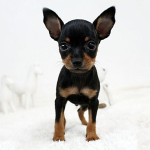 纯种小鹿犬活体幼犬迷你笃宾犬宠物狗小型犬铁包金陪伴犬小狗养殖