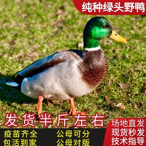 绿头鸭活苗