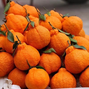 四川丑橘丑八怪蒲江丑柑不知火现摘现发水果浦江丑桔耙耙柑不知火