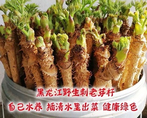 东北野生刺老芽杆刺龙芽刺嫩芽杆水培菜内盆栽野菜树苗20棵包邮