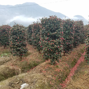 茶梅盆栽盆景树桩茶梅柱子树苗庭院四季绿植花卉茶梅盆栽耐寒茶花